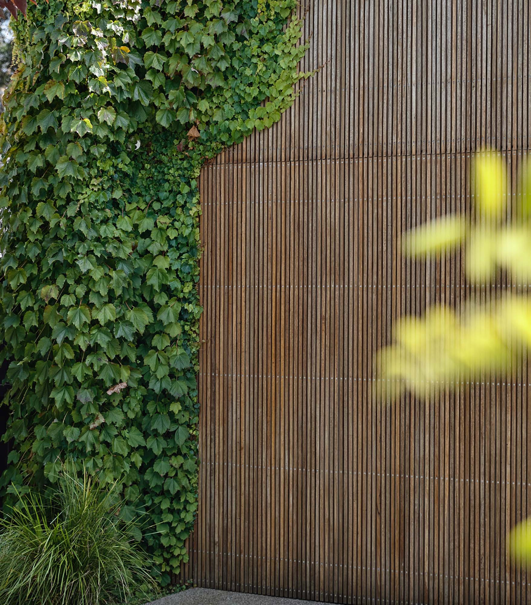 Brighton East Garden House — Timber garden entrance with climbing plants